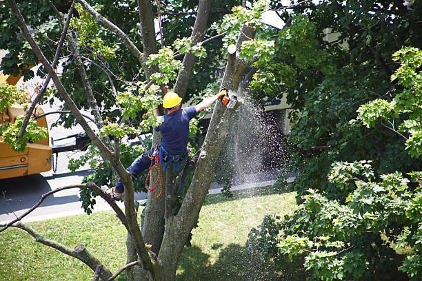 Best Arborist Consultation Services  in Green Oaks, IL